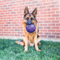 Ballon KONG Flexball