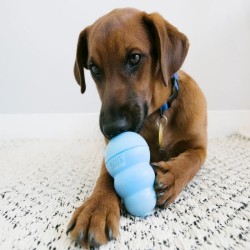 Kong Puppy Chiot