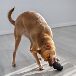 Kong Extreme